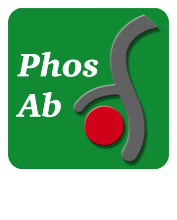 IκBα (Tyr-305), phospho-specific Antibody