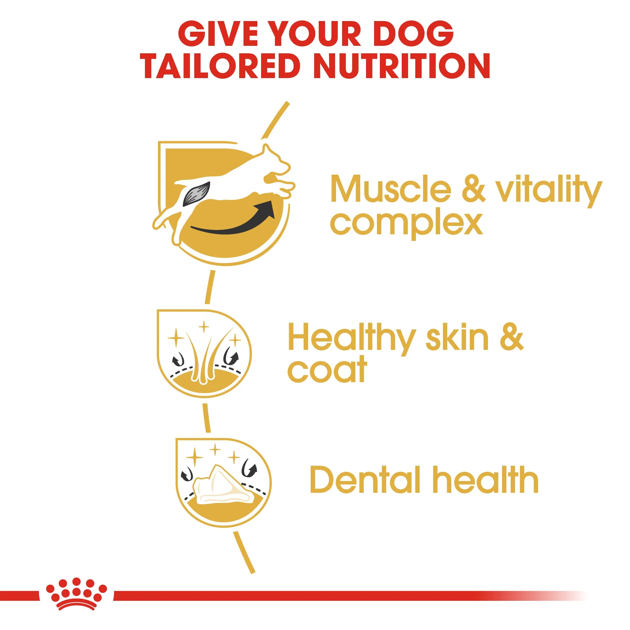 Royal Canin Jack Russell Adult